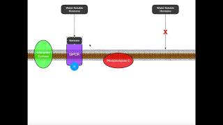 Overview & Comparison of Water- vs Lipid-Soluble Hormones