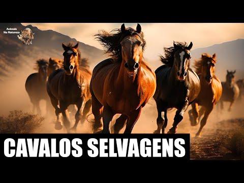 CAVALOS SELVAGENS - Em Busca de um Santuário Perdido