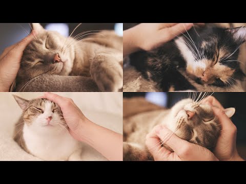 Petting My Cats for 20 Minutes | Quarantine Anxiety Relief