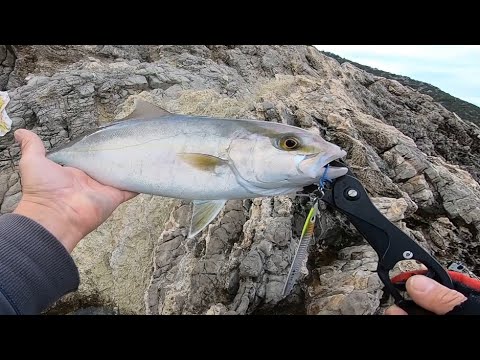 Shore Jigging Young but strong Amberjack