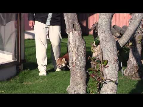 #1-22 Dec 2018 red panda at Adventure world, Japan