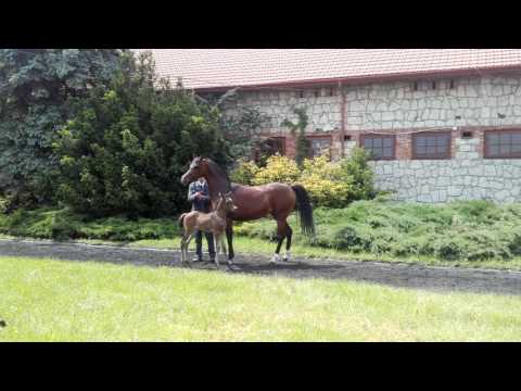 Wieża Mocy z klaczką Wieża Orientu po Ganges ur. 14.05.2017