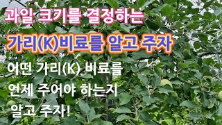 과일 크기를 결정하는 가리(칼륨)비료를 알고 주자/가리비료 종류/가리비료 주는시기/가리효과