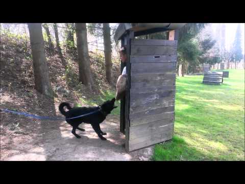 AISAF von Pike´s Spirit - Training for IPO I