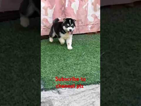 husky for sale 1k Subscribe kardo or Giti 2 husky puppy free Gift offer Subscribe to channel plz plz