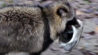 Raccoon Robbing Shoes!