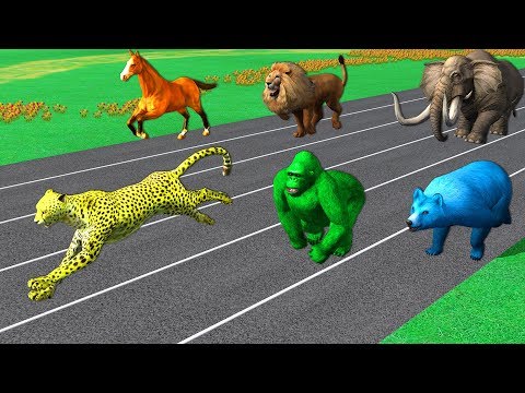 Learn Wild Animals Running Race Video For Kids - Learn Animals Names & Sounds For Children Toddlers