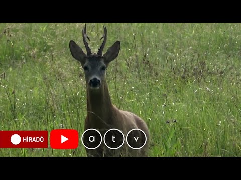 Almafák parazitái. Almamoly - Kertészeti lexikon kártevők