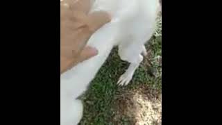 Video preview image #1 Great Pyrenees Puppy For Sale in Spring, TX, USA