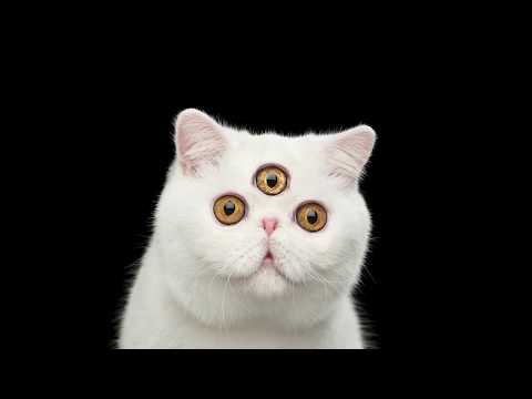 Introducing Talking Points | The Jackbox Party Pack 7