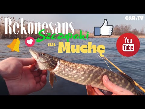 Rekonesans Szczupaki Na Muchę🐊🐟 🌊🎬 #Vlog01
