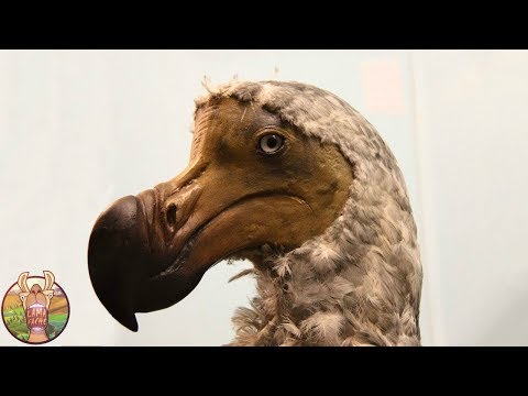 10 ANIMAUX DISPARUS À CAUSE DE L’HOMME | Lama Faché