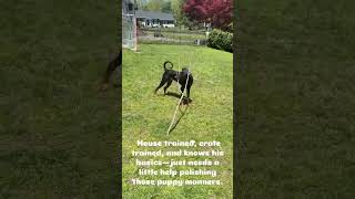 Video preview image #1 Doberman Pinscher Puppy For Sale in Boonton, NJ, USA