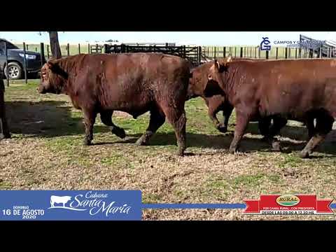 Cabaña Santa María de Inverdan - Remate Domingo 16 de Agosto -  Consignataria Campos y Ganados