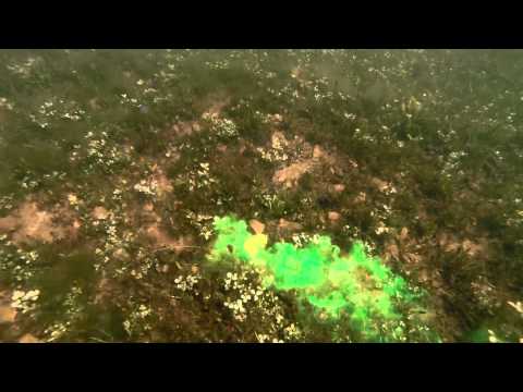 Carpfishing - Sbs Baits - Flumino - FISHING