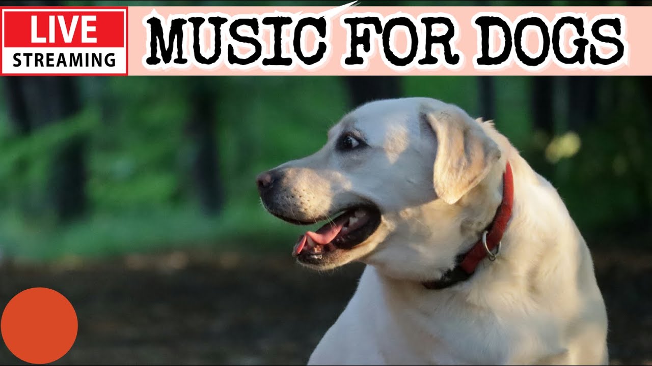 🔴[LIVE] Dog Music🎵Dog Calming Music for Deep Sleep🐶Separation Anxiety Relief Music💖Dog TV Music🎵🔴1