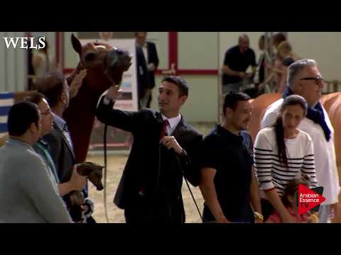 N.47 D SHALLAL - Wels 2018 - International Junior Colt Championship GOLD