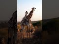 Baby Giraffe Takes a Ride While Lions Watch in Awe! #cute #fluffyfriends #giraffe #babyanimals #ai