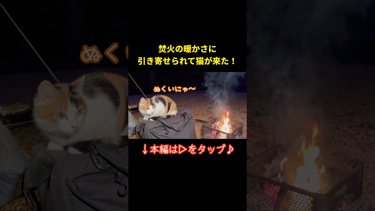 焚火の暖かさに引き寄せられて猫が来た！一緒に焚火で温まりました。