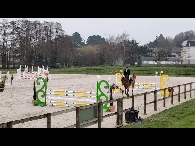 Grand cheval polyvalent Hunter, dressage, CSO