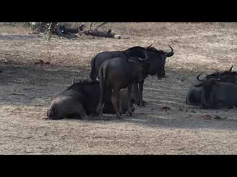 Djuma: Wildebeests laying in the shade - 15:30 - 11/10/19