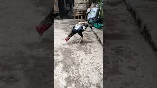 Download lagu ayam magon win 2 kali. pacek kndang SETIA FARM mp3 Download lagu ayam magon win 2 kali. pacek kndang SETIA FARM mp3