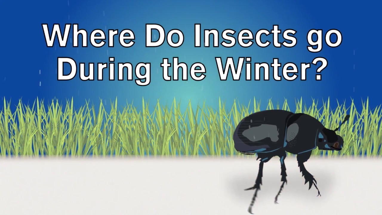Where do insects go during the winter?