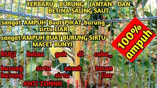 Download lagu suara sirtu jantan dan betina saling panggil,cocok buat Pikat dan atasi burung sirtu macet bunyi ❗❗❗ mp3 Download lagu suara sirtu jantan dan betina saling panggil,cocok buat Pikat dan atasi burung sirtu macet bunyi ❗❗❗ mp3