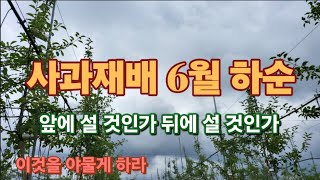 [사과재배] 앞에 설 것인가 뒤에 설 것인가/이것을 야물게 해야한다