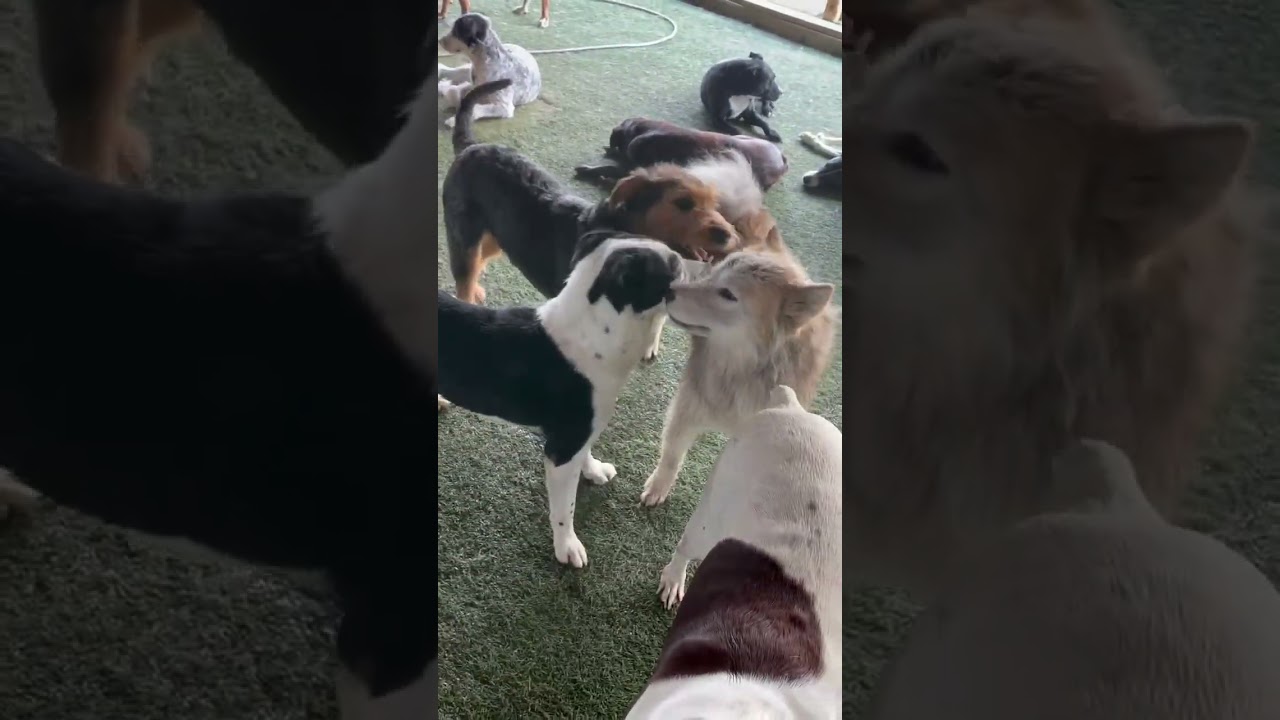 Trail, a Adoptable mixed breed in Kansas City, MO video 6/6