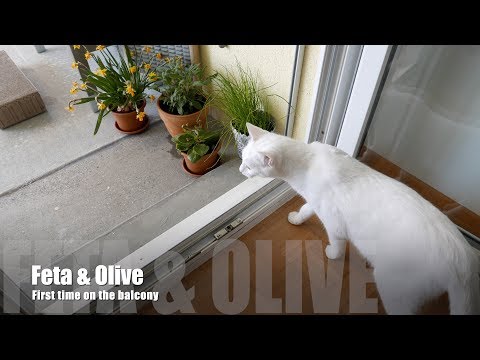 Feta & Olive, 1st time on the balcony (Cat video only)