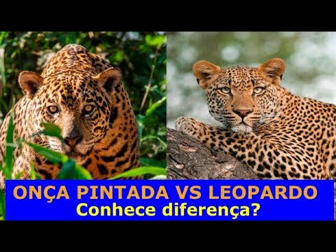 Onça pintada vs Leopardo - Conhece a diferença? [canal magona]