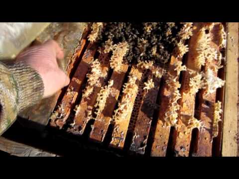 Завершающая обработка пчел бипином, методом полива эмульсии в улочки.Beekeeping.