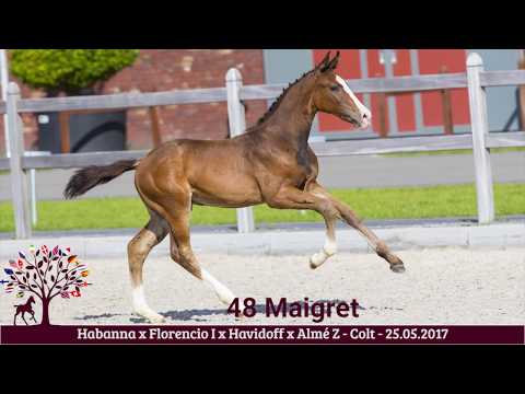 48 Maigret (Habanna x Florencio I)