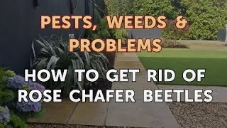 How to Get Rid of Rose Chafer Beetles