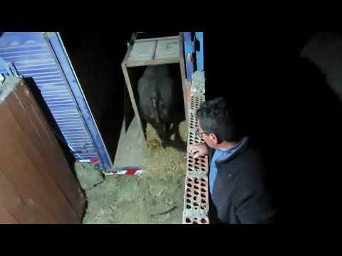 HUARI 2025 - DESEMBARCANDO TOROS DE PAIJAN PARA LA CORRIDA DE TOROS HUARI ANCASH