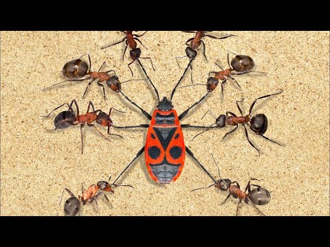 Mrówki. Najbardziej Zaawansowani Wojownicy Na Świecie