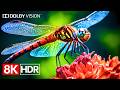 Visual Perfection In 8K HDR Dolby Vision 8K 60fps Video