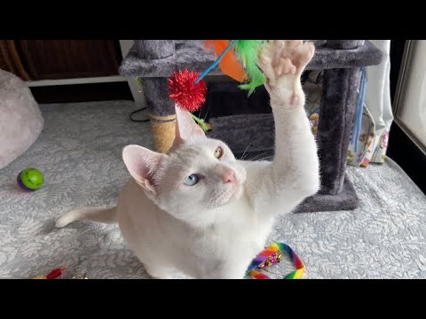 HOW TO KEEP / ORGANIZE CAT TOYS TANGLE FREE? DIY CAT TOY BAG that solves your problems with cat toys