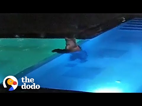 A Bear Sneaks Into This Pool Every Night - Hilarious!