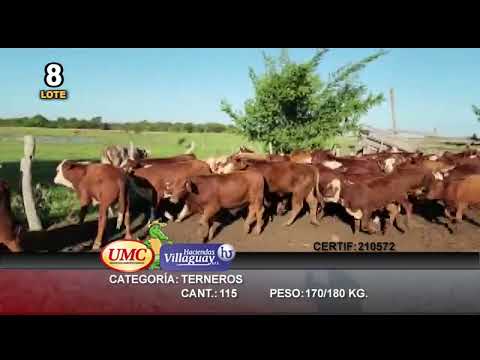 Lote 115 Terneros en San Roque, Corrientes