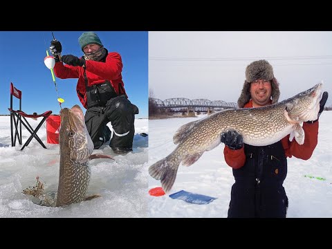 Amazing Net Fishing Under Ice Catch Hundreds Tons of Big Fish - Big Catch in the River