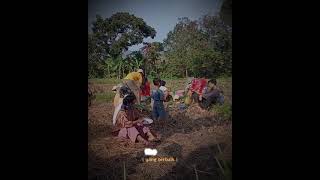 Download lagu semangat pagi di sawah #storywa #semangatkerja mp3 Download lagu semangat pagi di sawah #storywa #semangatkerja mp3
