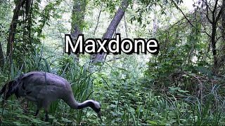 Eine Maxdone neben den Gleisen