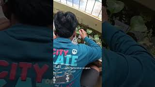 Download lagu update burayak ikan cupang multycolour umur 2 bulan mp3