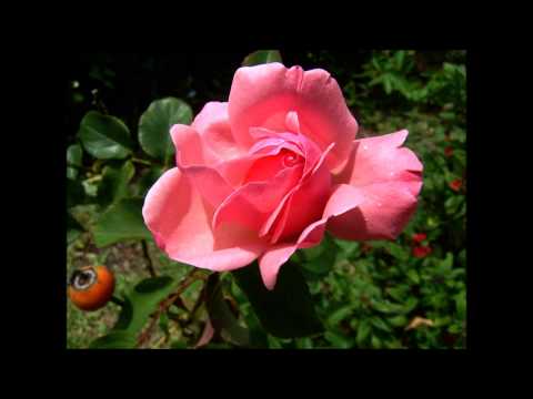 download lagu mp3 mp4 Sos Todo Eso Y Mucho Mas, download lagu Sos Todo Eso Y Mucho Mas gratis, unduh video klip Sos Todo Eso Y Mucho Mas