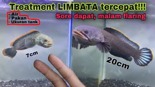 Download lagu The easiest way to treat all sizes of channa limbata, from the results of Mr. Ius Tv's fishing!!! mp3 Download lagu The easiest way to treat all sizes of channa limbata, from the results of Mr. Ius Tv's fishing!!! mp3