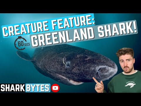 Creature Feature: Greenland Shark!