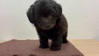 ハーフ犬の動画01