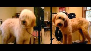 Dog Grooming Indianapolis | Best Dog Grooming Services in and Around Indianapolis 317-769-5100